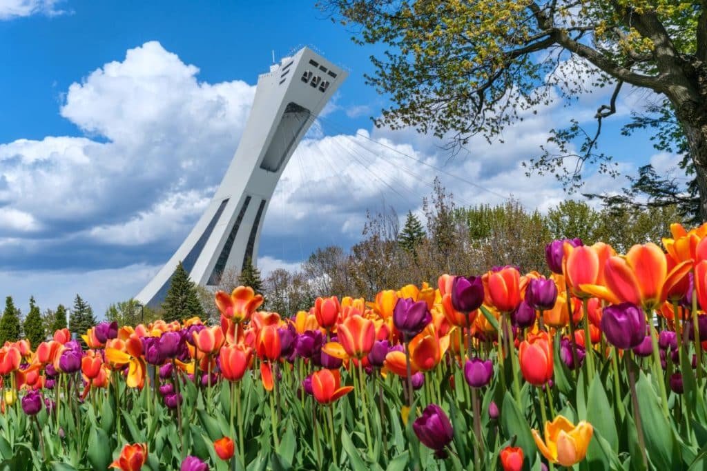 Colorful tulips in full bloom with Montreal’s Olympic Stadium tower in the background on a bright spring day.